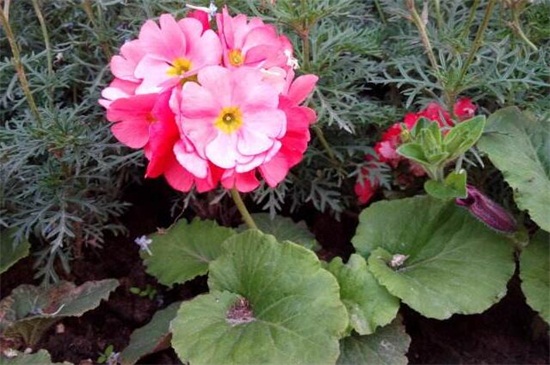 四季樱草的养植办法和留意事项