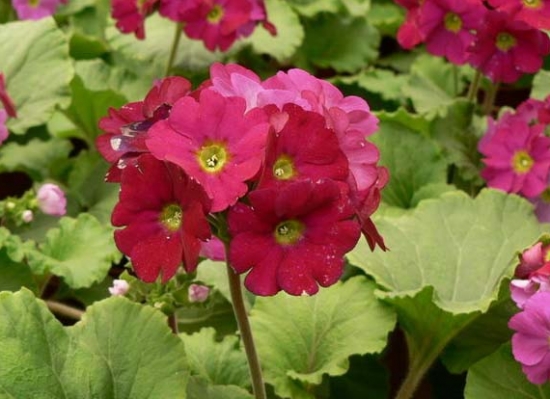 如何种好四季樱草