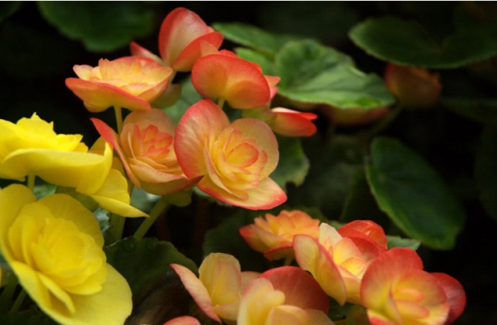 丽格秋海棠 丽格秋海棠养护有哪些要点