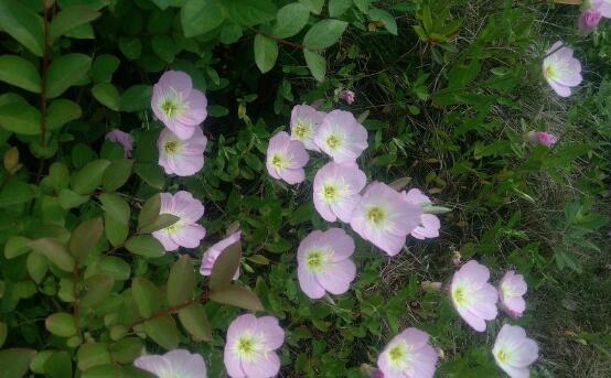 月见草的花语和传说,默默的爱与不羁的心