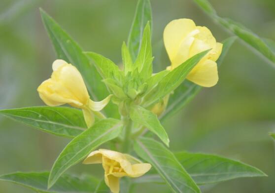 月见草的花语和传说,默默的爱与不羁的心