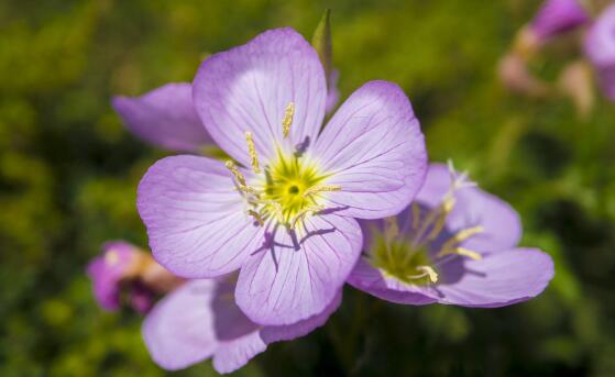 月见草的花语和传说,默默的爱与不羁的心
