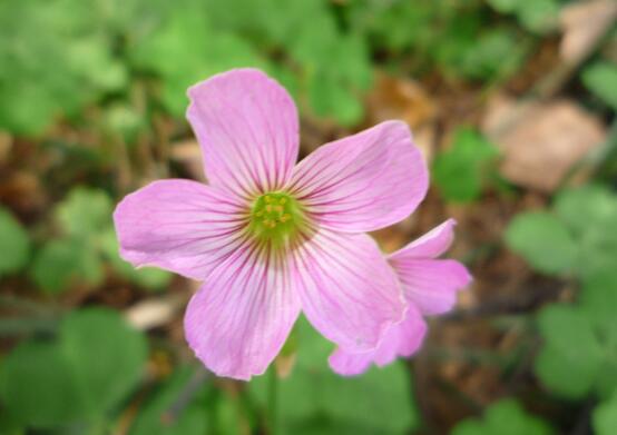月见草的花语和传说,默默的爱与不羁的心