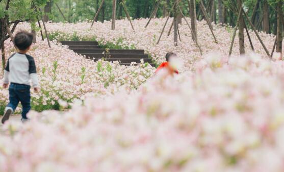 月见草的花语和传说,默默的爱与不羁的心