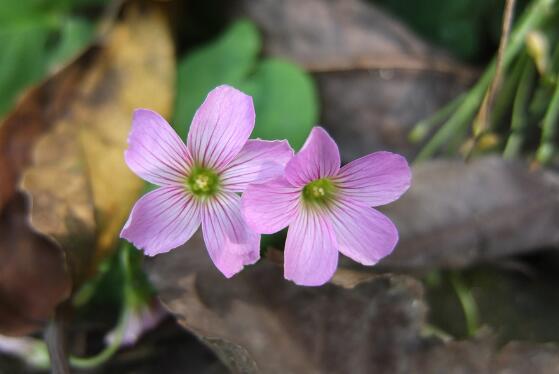 月见草的花语和传说,默默的爱与不羁的心