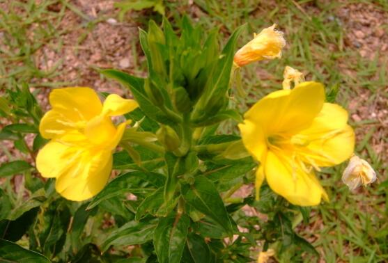 月见草的花语和传说,默默的爱与不羁的心