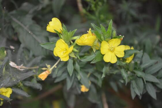 月见草的花语和传说,默默的爱与不羁的心