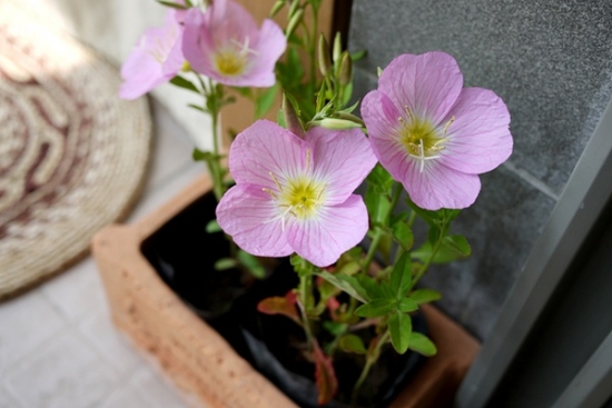 月见草的养殖办法及用途简介