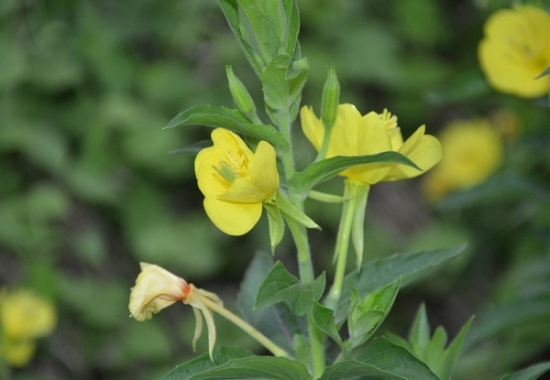 月见草的养殖办法及用途简介