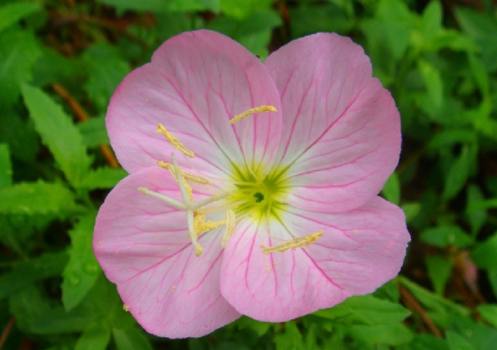 粉色月见草 月见草多开花的条件:阳光充足和肥沃、排水良好的土壤