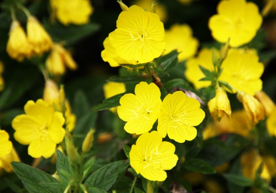 黄色月见草 月见草多开花的条件:阳光充足和肥沃、排水良好的土壤