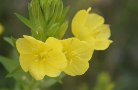 月见草 月见草的副作用: