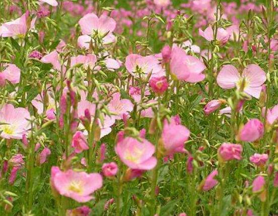 月见草的功效与作用:祛风湿强筋骨