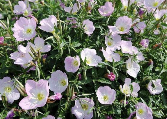 月见草的功效与作用:祛风湿强筋骨