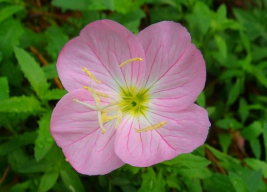 紫色月见草花卉 月见草的功效与作用:祛风湿强筋骨