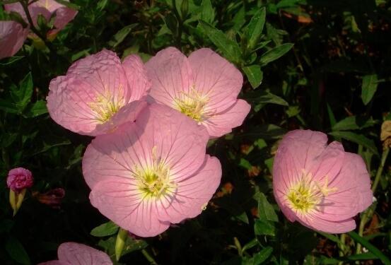 月见草的功效与作用:祛风湿强筋骨