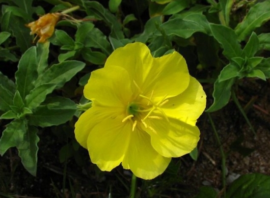 黄色的月见草 如何使月见草多开花