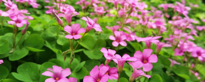 酢浆草倒伏的处理办法