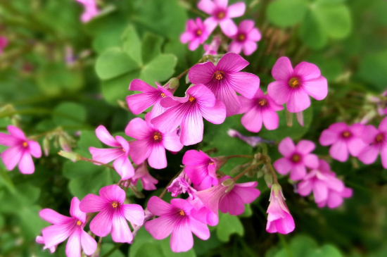 酢浆草倒伏的处理办法