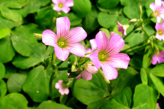 酢浆草倒伏的处理办法