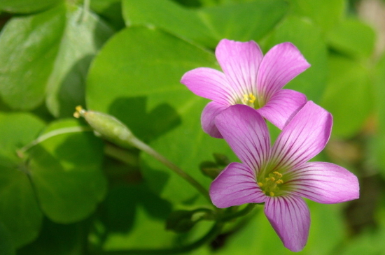 酢浆草倒伏的处理办法
