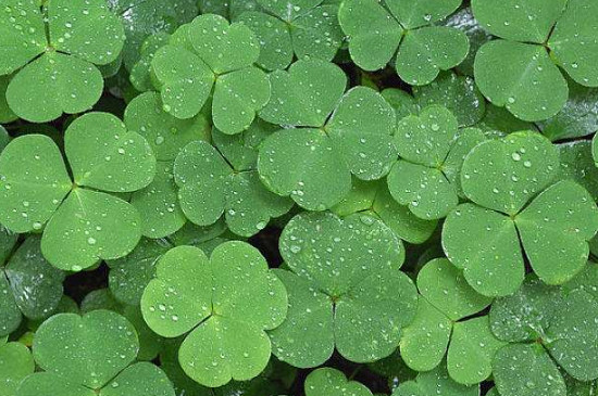 酢浆草如何种成老桩