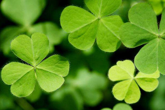 酢浆草如何种成老桩