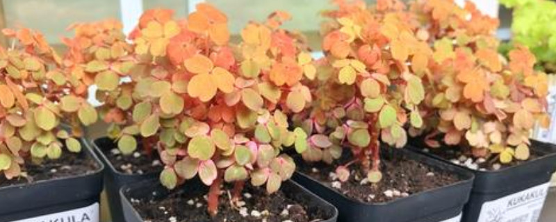 小红枫酢浆草夏季如何养