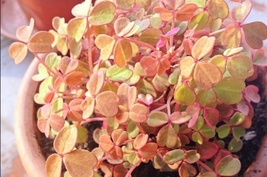 小红枫酢浆草夏季如何养