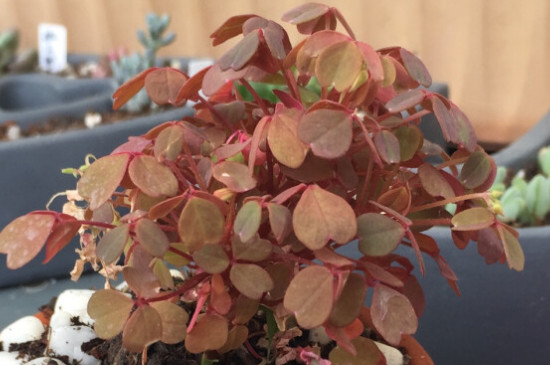 小红枫酢浆草夏季如何养