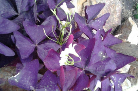 紫浆草寓意