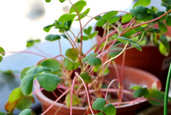 酢浆草徒长 酢浆草徒长的处理办法:五种办法让您选择