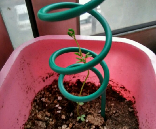 花式支架 酢浆草徒长的处理办法:五种办法让您选择