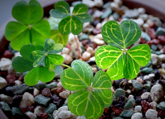 酢浆草 酢浆草提前发芽如何办:球体较大的情况下可等到秋季再种