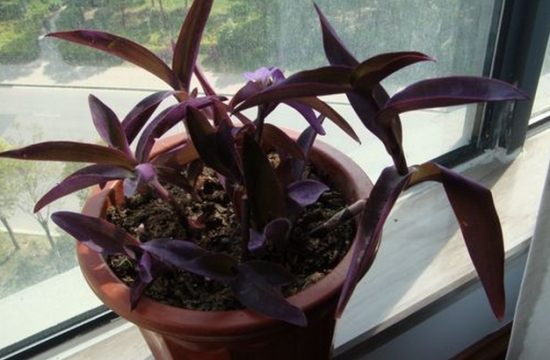 紫叶鸭跖草繁殖：扦插繁殖