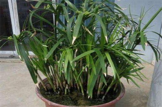 旱伞草如何繁殖，种子风干配土播种栽植