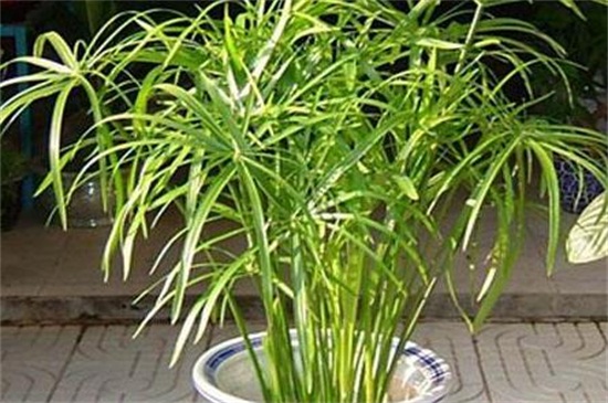 旱伞草如何繁殖，种子风干配土播种栽植