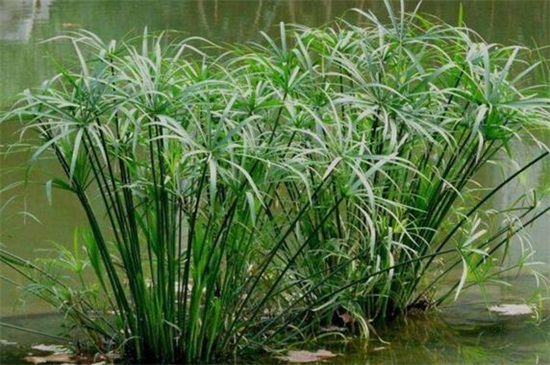 旱伞草的养殖办法