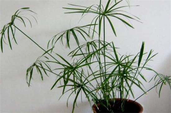 旱伞草的养殖办法