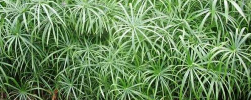 旱伞草叶子发黄如何办