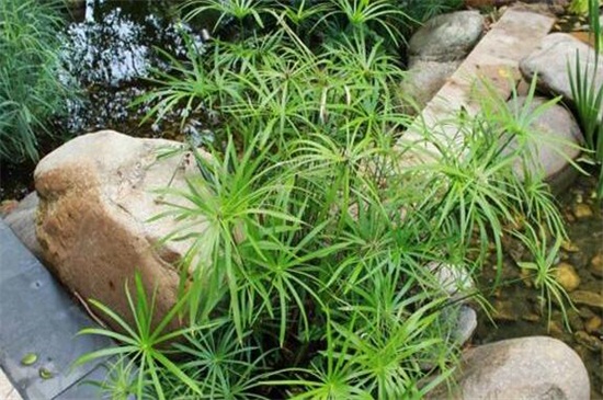 旱伞草叶子发黄如何办