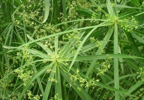 旱伞草应如何扦插繁殖