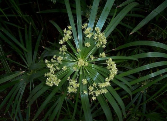 如何科学繁殖旱伞草