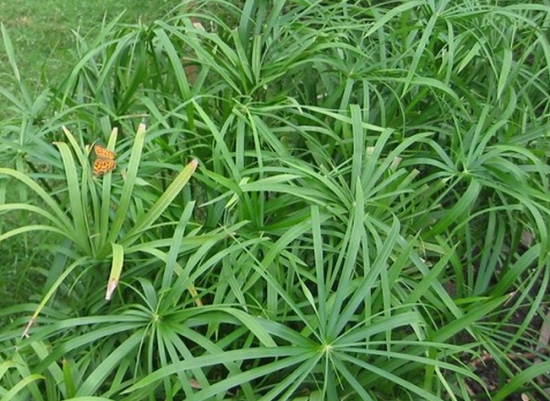 旱伞草苞片发暗、植株无神如何办