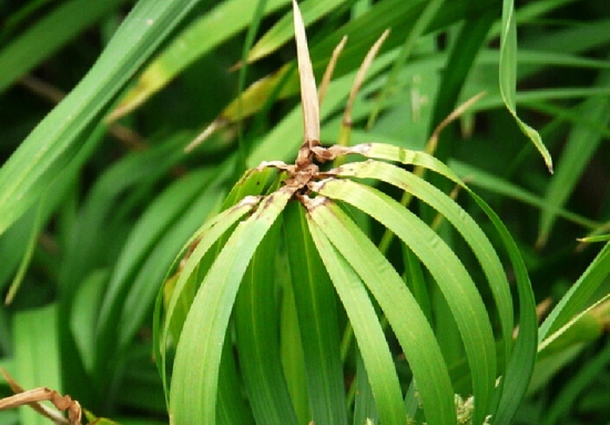 旱伞草叶片发黄、叶尖桔焦如何办