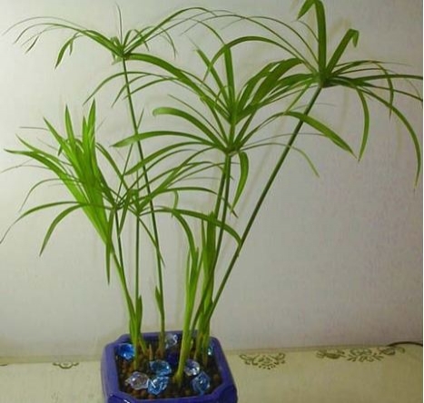 如何使旱伞草保持小巧的株型