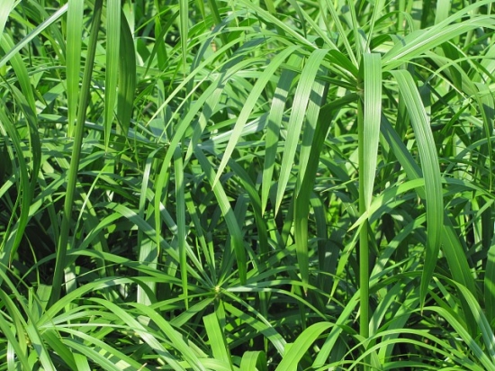 如何使旱伞草杆青叶绿