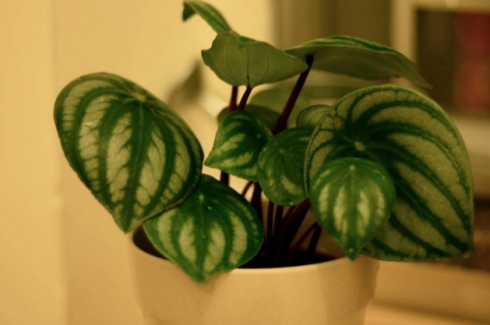 西瓜皮椒草如何养长得好，透气土质湿润养护