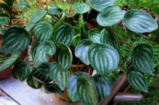 西瓜皮椒草如何养长得好，透气土质湿润养护