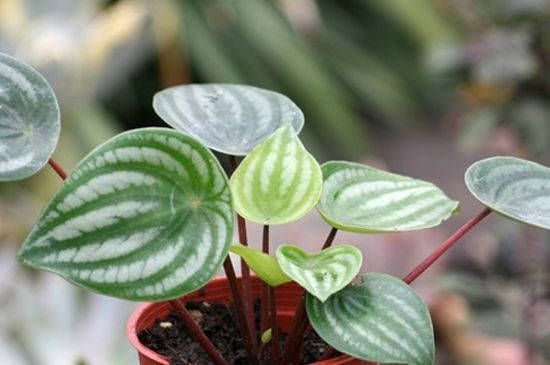 如何栽培西瓜皮椒草：喜高温、湿润、半阴及空气湿度较高的环境